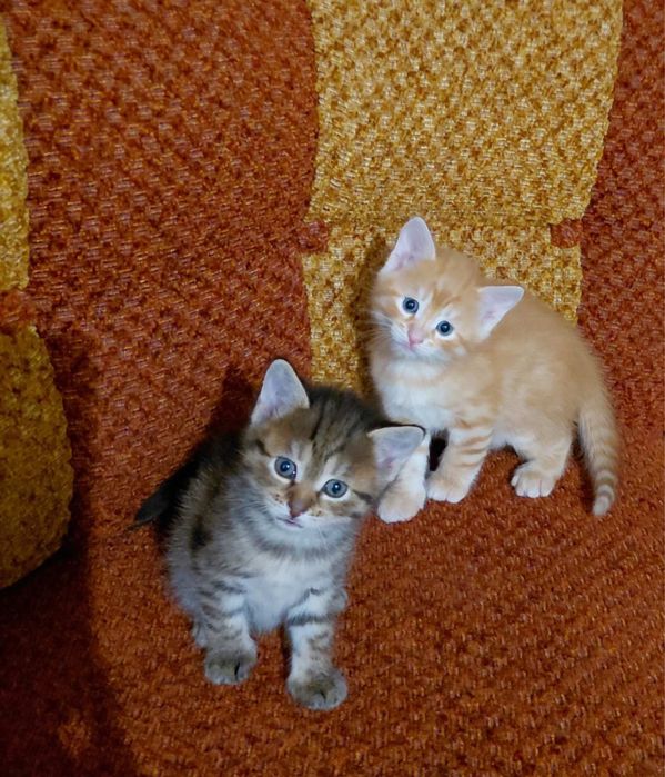 Кошенята в добрі руки