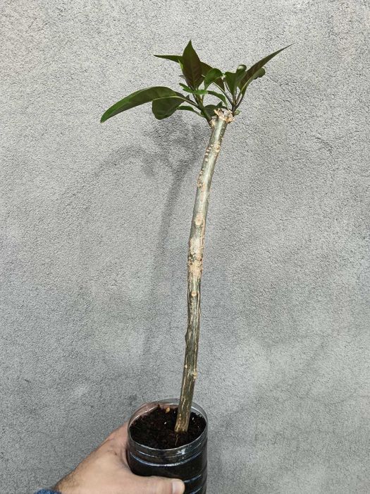 Cálice dourado/Solandra maxima