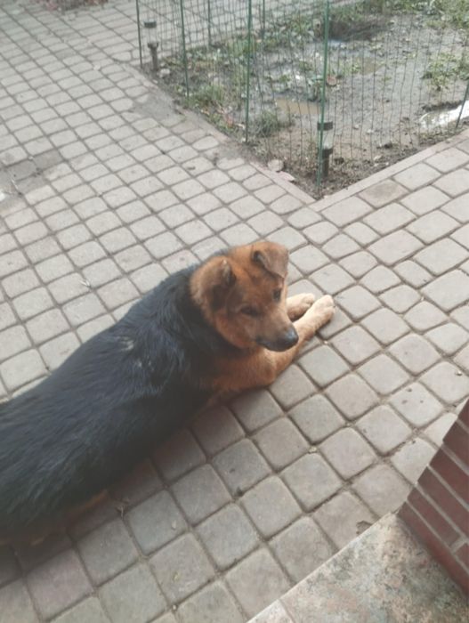 Uroczy Iwo szuka domku