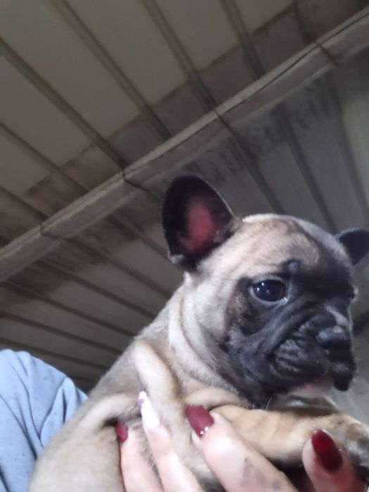 Boldoog francês  disponivel