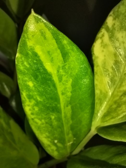 Zamioculca s  varie -liść