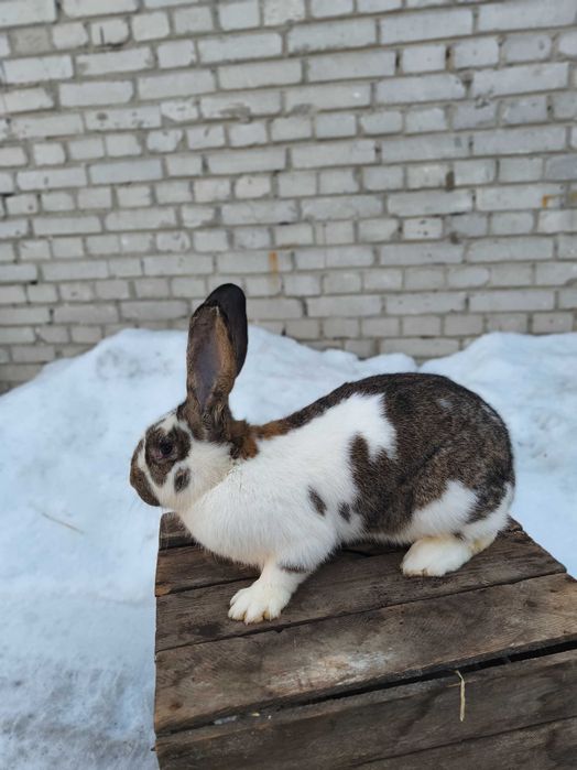 Samica samiec Belg/srokacz bardzo ładne