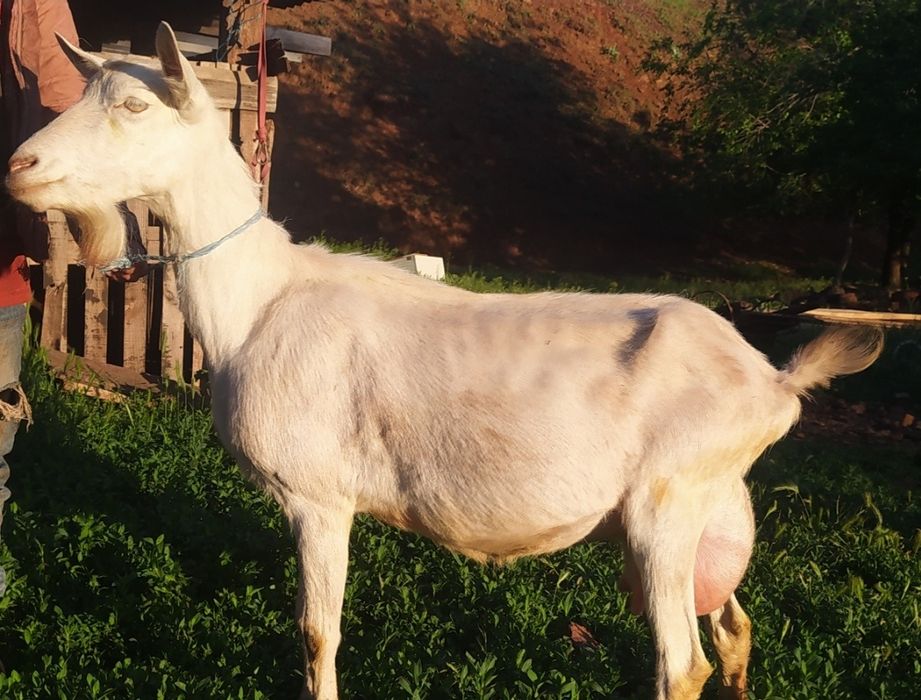 Продам молодую дойную козу