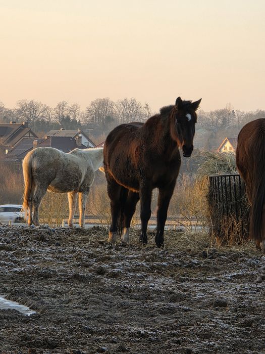 Klacz holsztyńska ( Carinjo x Corrado)