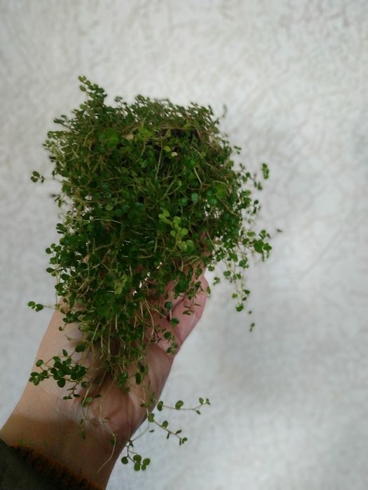 Кімнатні рослини, кімнатні квіти