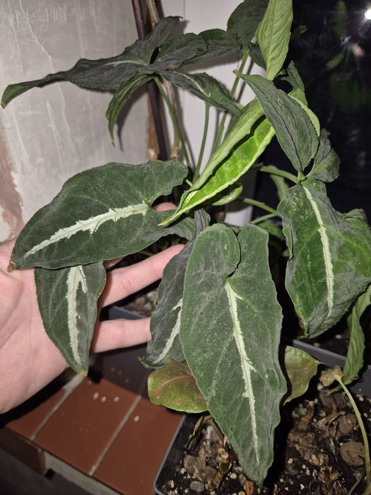 Syngonium cięte sadzonki