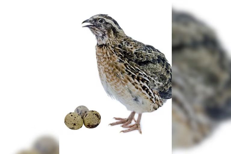 Przepiórka Faraon jajka lęgowe/kurczęta