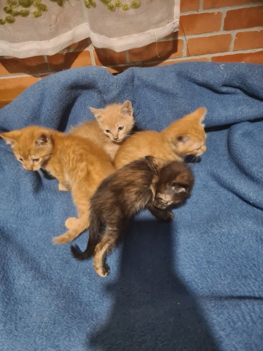 Gatinha preta para Adoção