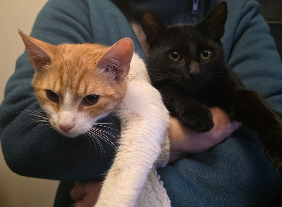 Kocurki proszą o dom