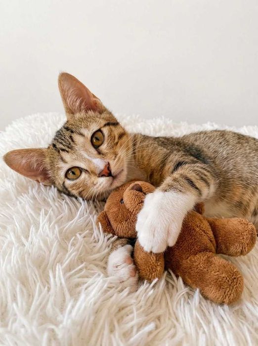Setúbal e arredores/ Margem Sul — CLARICE, gatinha para adoção
