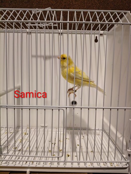 Sprzedam samice z 26r