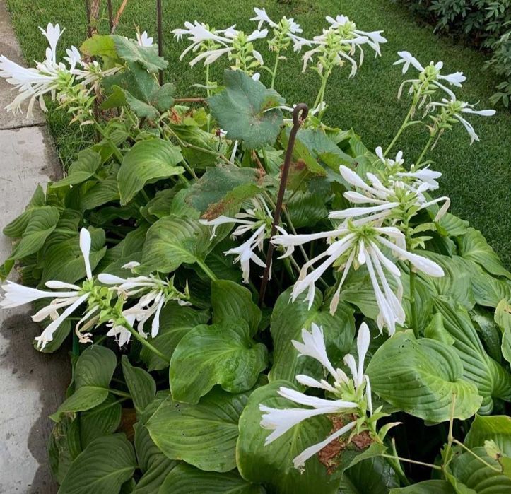 ХОСТА, семена петрушки ,чорнобривців.