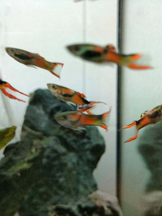 Guppys machos e fêmeas