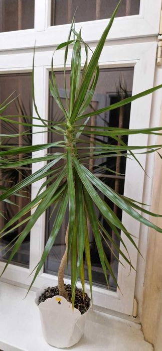 Dracena kwiat ok 120 -130 cm wysoka