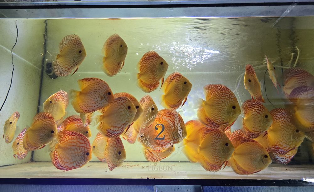 +De 700 discus disponíveis envios para Portugal e Europa
