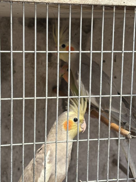 Vendo  caturras  novas