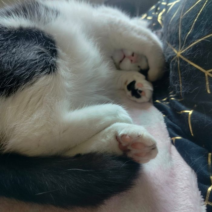 Oddam dorosłego spokojnego kocurka