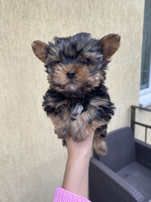 Йоркширський терєр  мініки