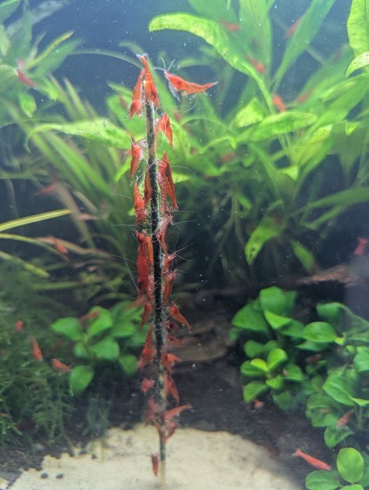 Czerwone krewetki Sakura Red 40szt