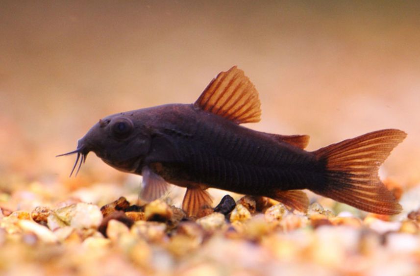 Сомы, коридорасы, анциструсы