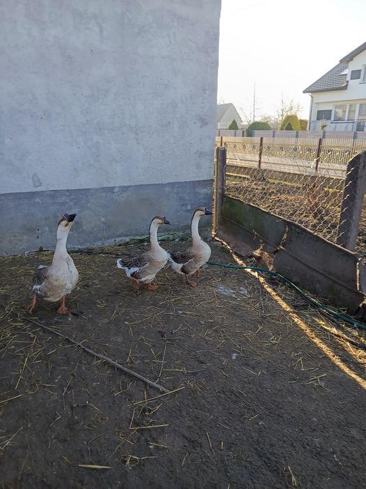 Gęsi kubańskie gąski gąsior