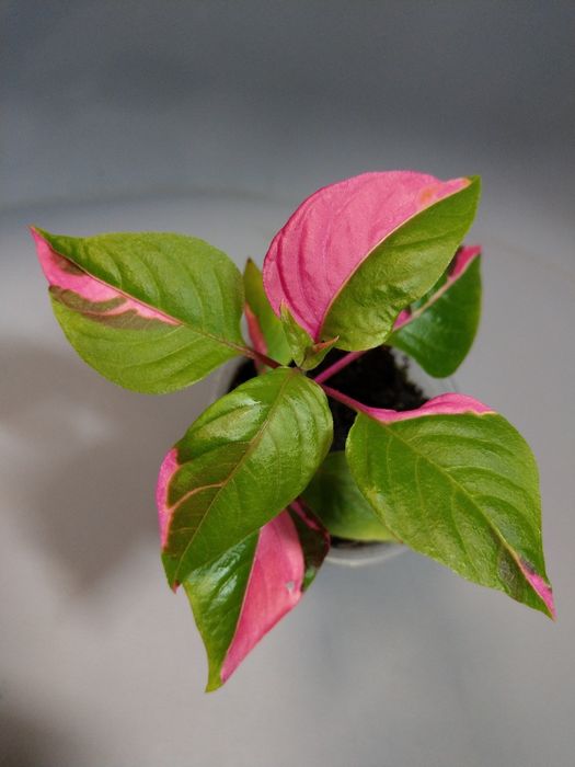 Alternanthera Party Time