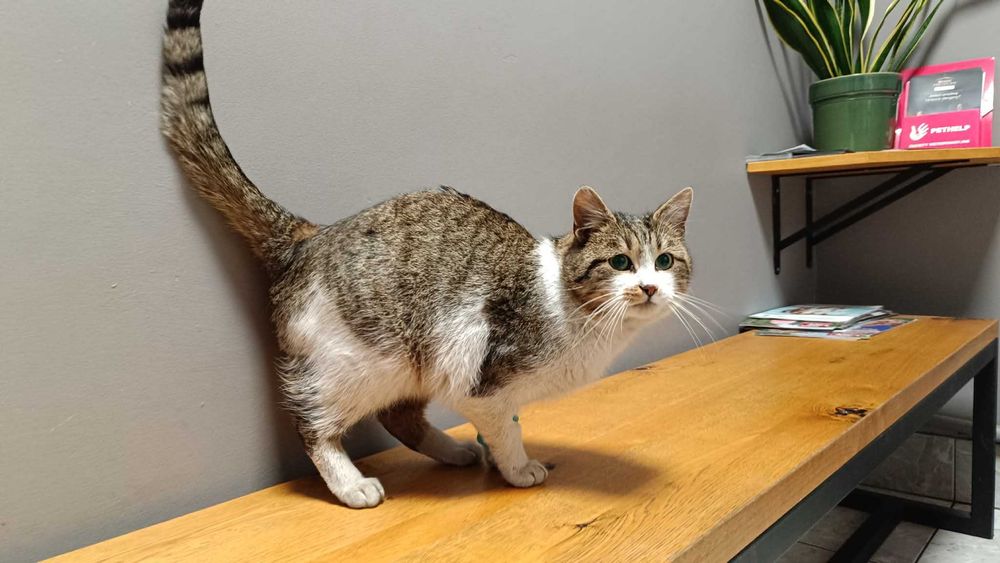 Pokochaj Gwiazdora Bezpańskie Zduńska Wola - Karsznice