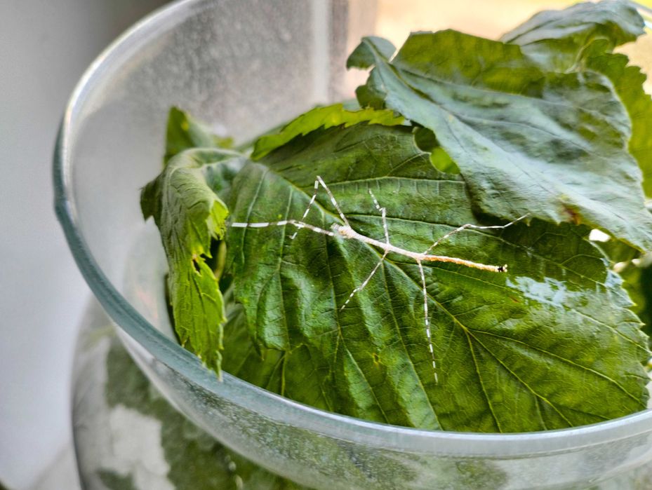 Patyczaki "sól i pieprz" , pręgowane - 5 szt.