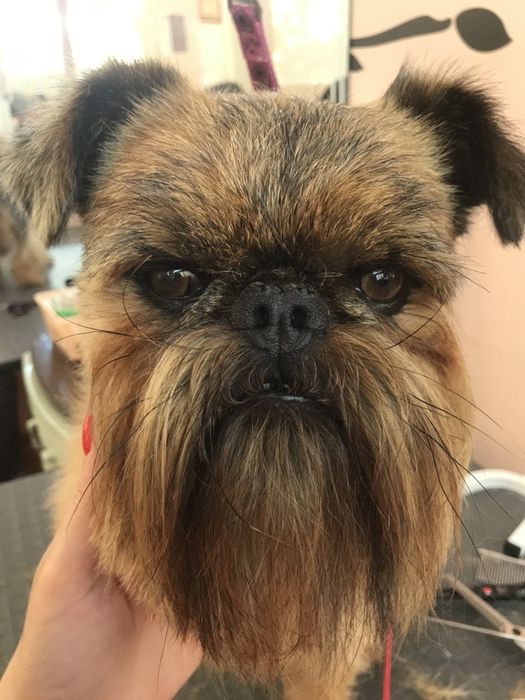 Професійний грумінг для Ваших хвостиків на Дніпровській Набережній 19в