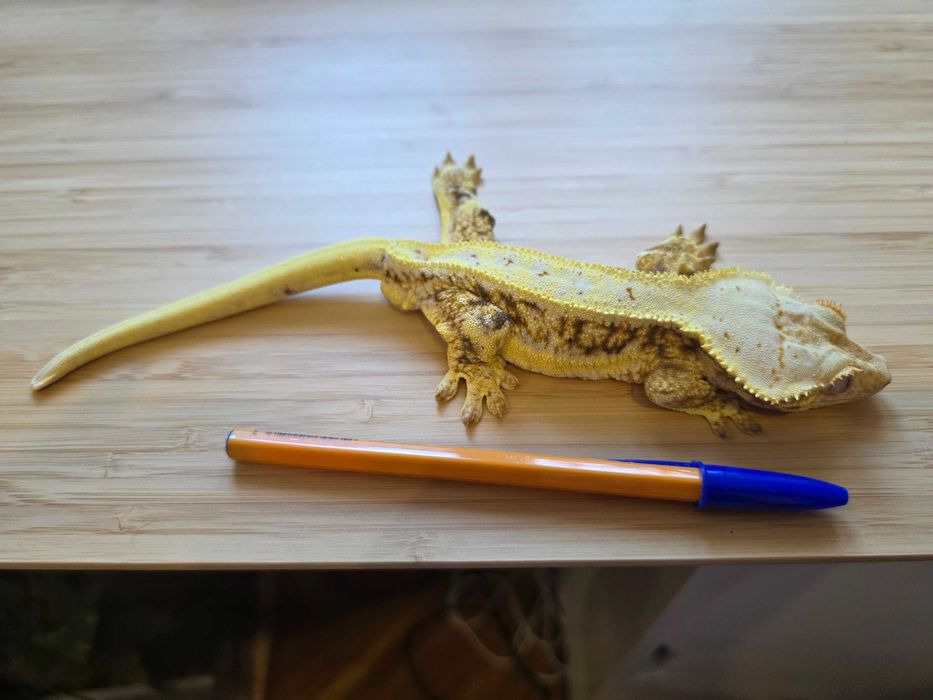 Gekon orzęsiony LW Samiec