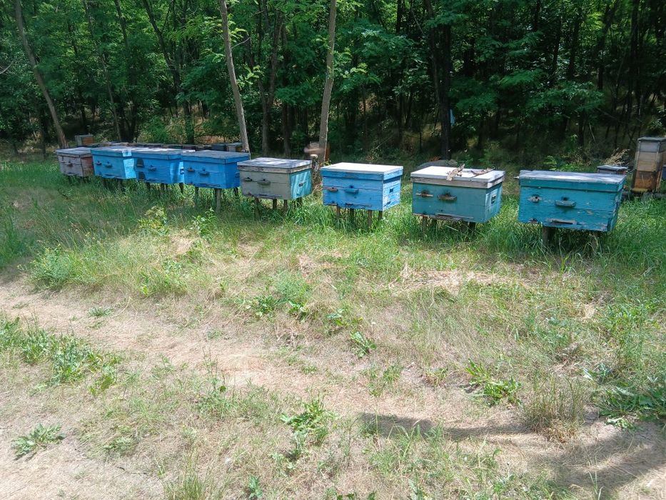 Вулики лежаки  пасіка