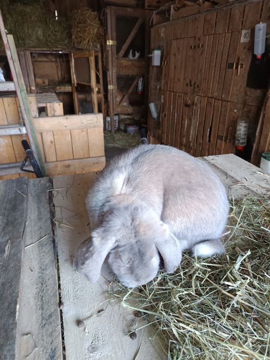 Baran francuski samiec 12 miesięcy izabelowaty