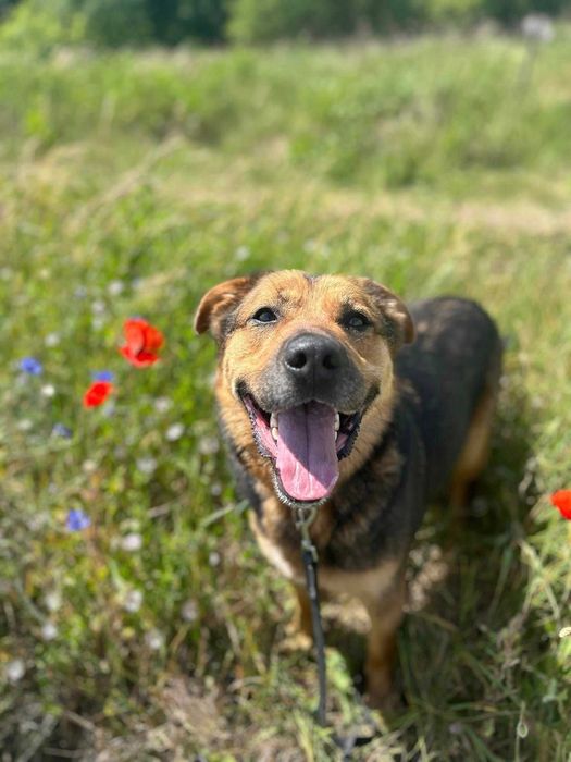 Hans szuka odpowiedzialnego człowieka