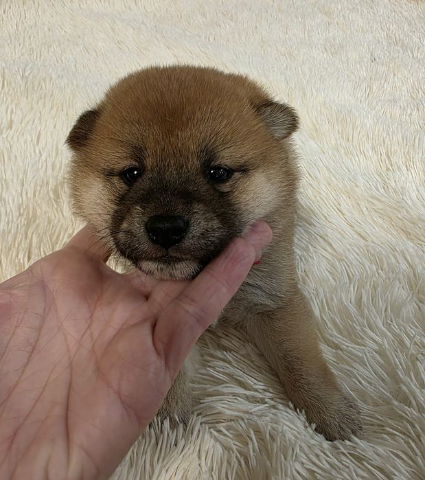 Shiba inu fci z rodowodem