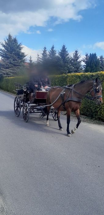 Sprzedam młodą klacz