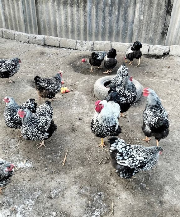 Продам інкубаційне яйце Віандот срібло