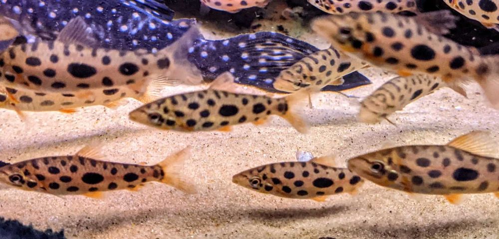 Poziomnik truskawkowy - Leporinus sp. "Strawberry" - wysyłka