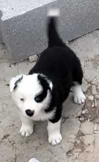 Cachorrinha border collie que parece um panda
