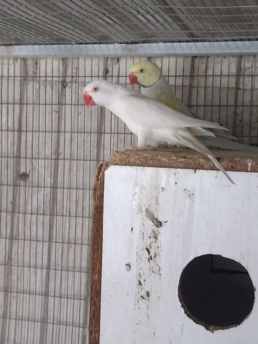 Casal de ring neck