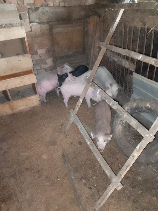 Свині на відгудівлю