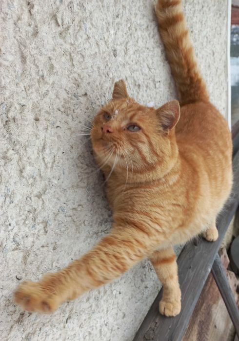 Рудий котик шукає дім