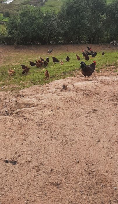 Ovos caseiros deliciosos