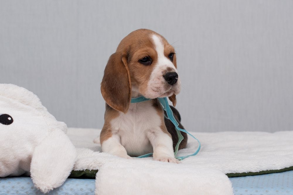 Бігль, цуценята хлопчики та дівчата, відкрито бронювання