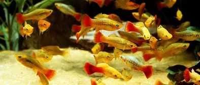 Zmienniak wielobarwny - Xiphophorus variatus - Platka - Platynka