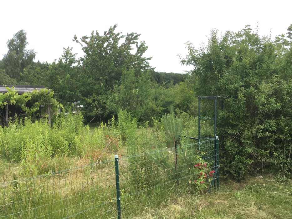 Działka ROD przy ul. Makowej - Widok 5