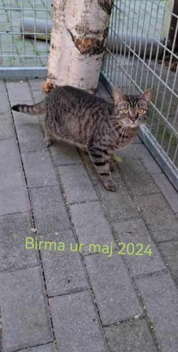 Bezdomne kotki czekają na domy