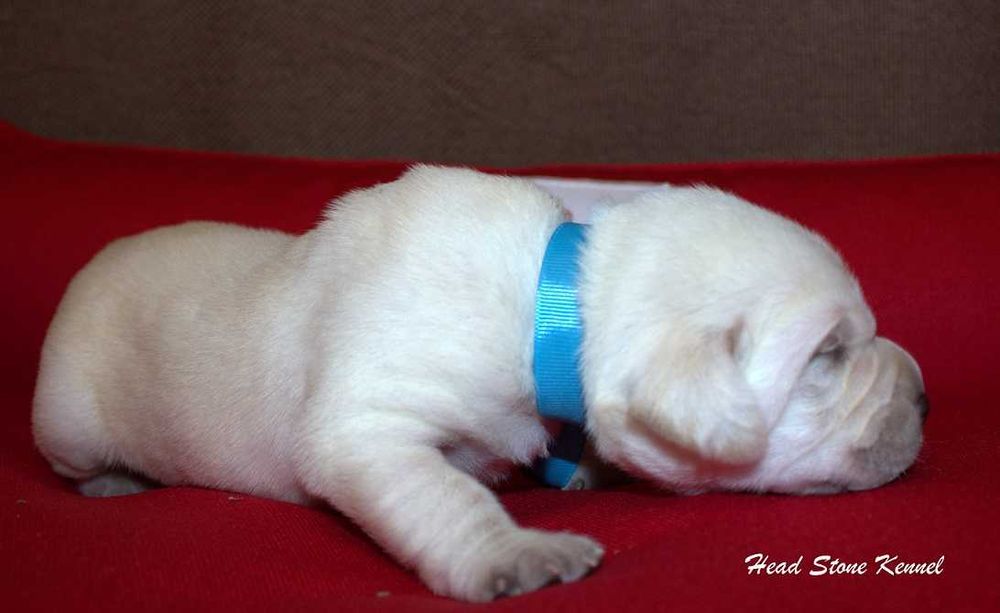 Лабрадор ретривер перспективные щенки