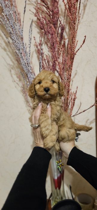 Мальчишки мальтипушки