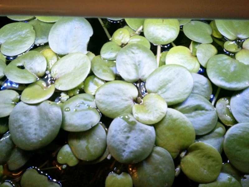 Limnobium gąbczaste do akwarium i oczka wodnego