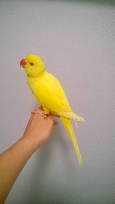 Ring neck bebê, Domésticado , selvagem